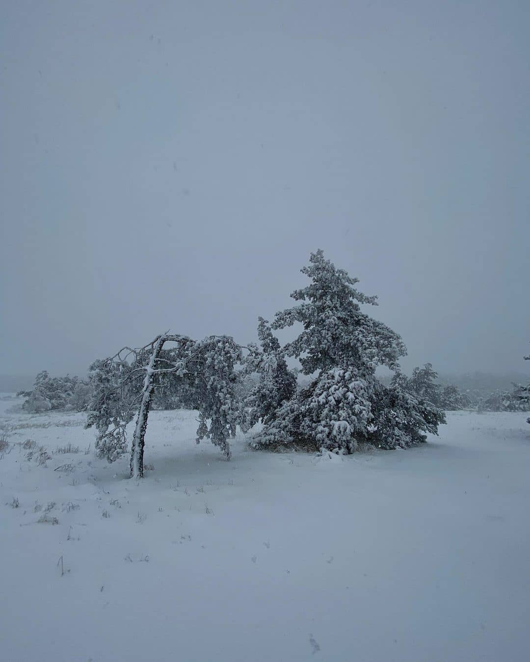 В Крым пришла настоящая зима: от красоты захватывает дух (фото, видео)