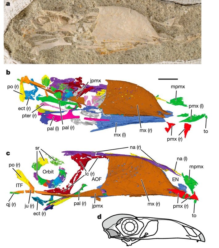 Ученые показали, как выглядело существо, жившее 68 миллионов лет назад (фото)