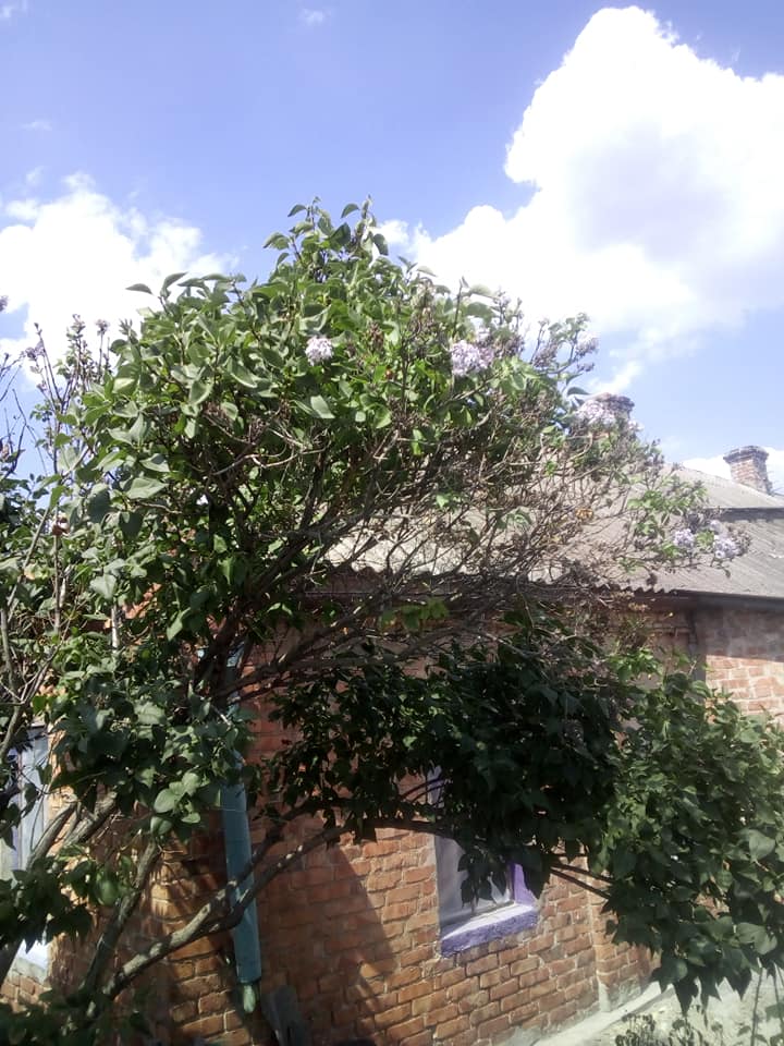 Под Запорожьем люди наблюдают уникальное явление: зацвела сирень