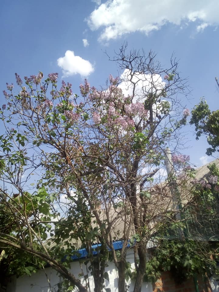 Под Запорожьем люди наблюдают уникальное явление: зацвела сирень