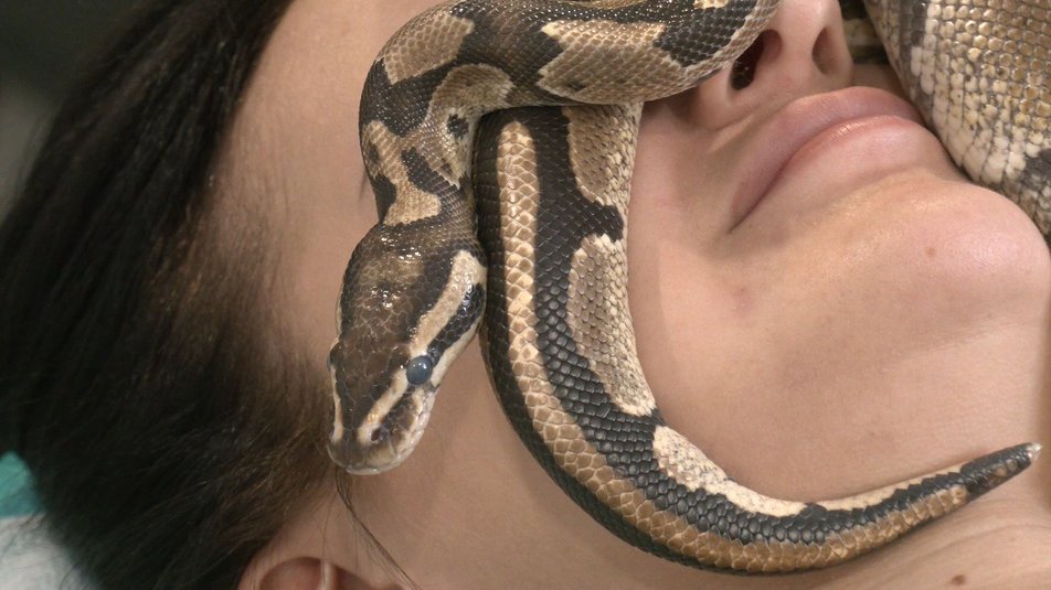 На Волыни людям делают массаж змеями: как это происходит и полезно ли