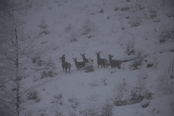В заснеженных Карпатах на склоне "засекли" семью редких лесных жителей (фото)