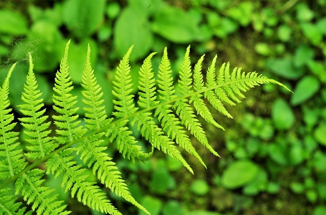 Папоротник - символ праздника Ивана Купала 7 июля