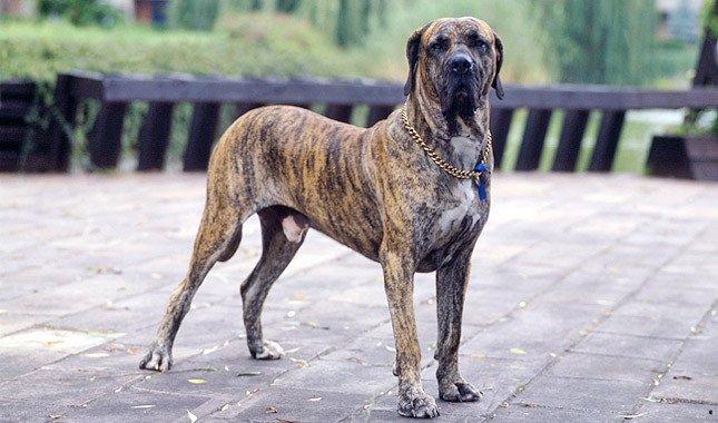 Не все собаки могут жить в квартире: названы породы (фото)