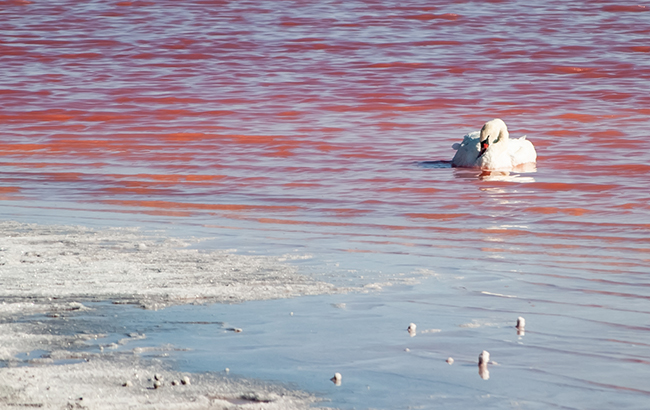 Самое красивое озеро Украины поменяло цвет: что произошло