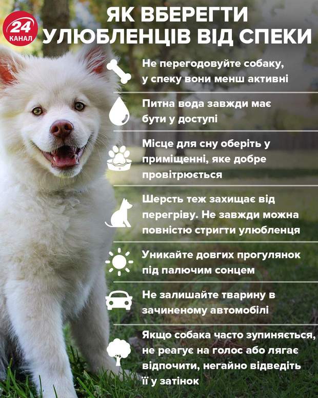 Тварини переживають спеку гірше людей: як не пропустити тепловий удар у домашнього улюбленця