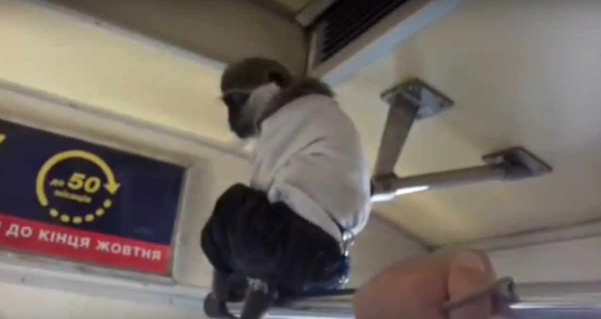 Свободно прыгал по поручням: в киевском метро с утра заметили обезьянку в одежде (видео)