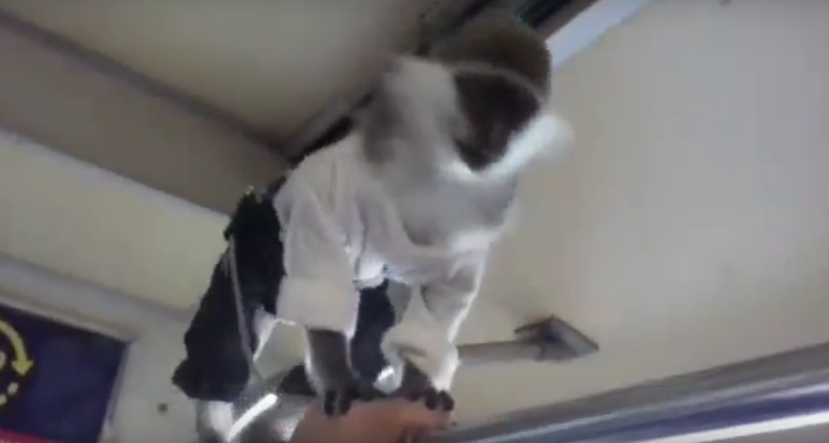 Свободно прыгал по поручням: в киевском метро с утра заметили обезьянку в одежде (видео)