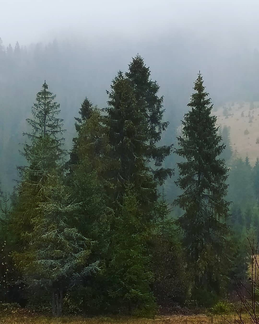 Горы утопают в туманах и снегу: невероятная красота Карпат