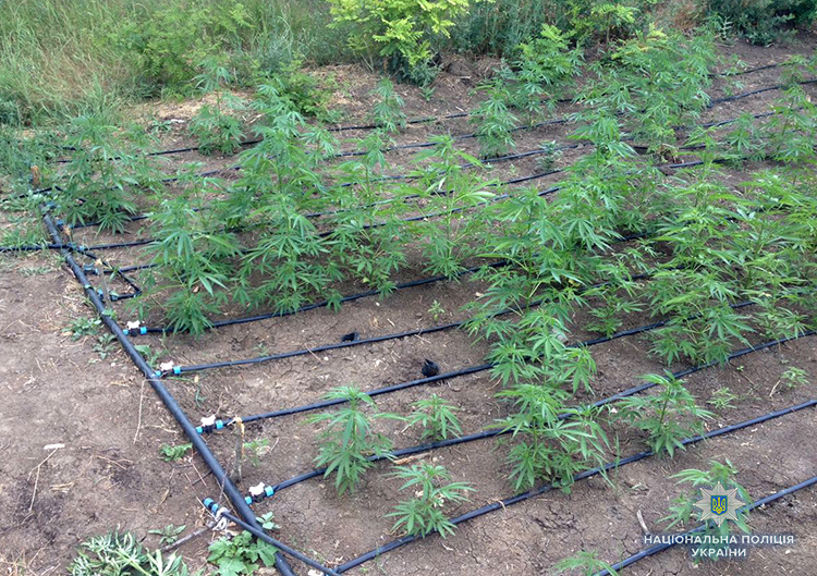 У Запорізькій області виявили наркоплантацію на 4 млн гривень