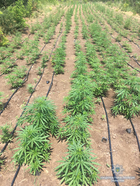 У Запорізькій області виявили наркоплантацію на 4 млн гривень