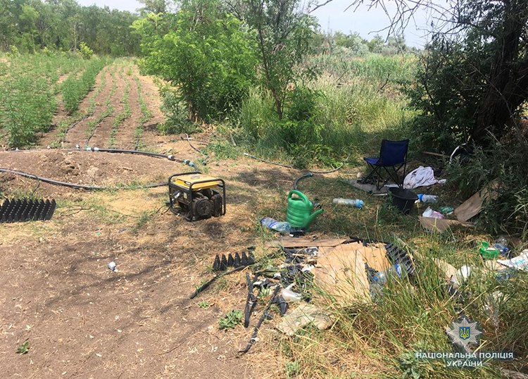 У Запорізькій області виявили наркоплантацію на 4 млн гривень