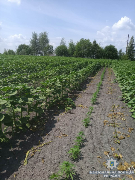 В Житомирской области задержали "агронома" во время обработки наркосодержащих растений