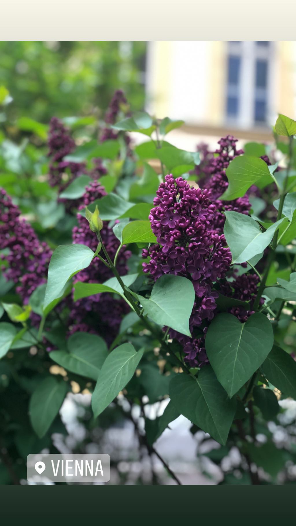 З корабля на бал: Катя Осадча затьмарила красою на світському вечорі в Австрії