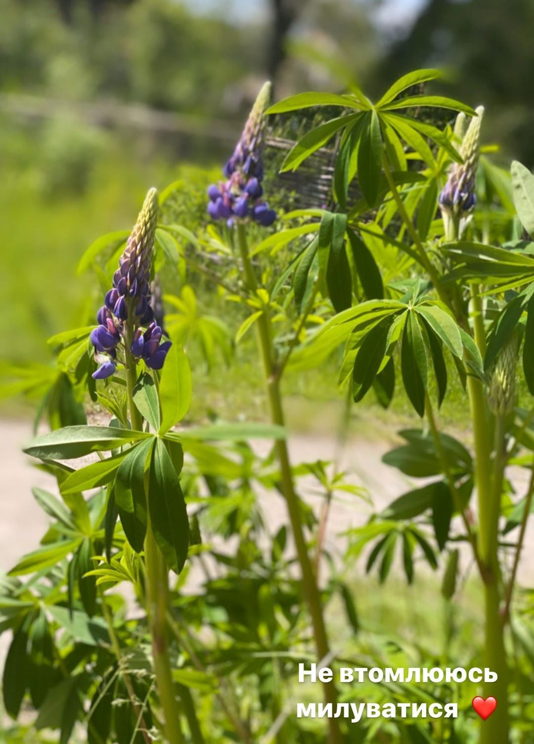 Козак и козачка: Осадчая и Горбунов заинтриговали совместной съемкой с народным колоритом