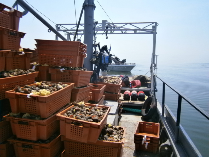 Возле морской границы Украины за неделю зафиксировали более 40 иностранных судов