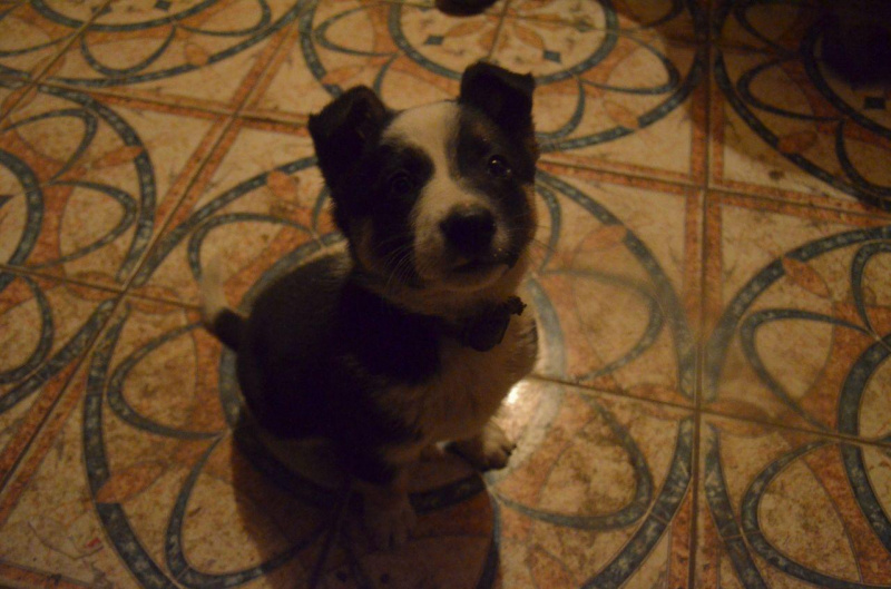 Голос фронта: как прошел день выборов вблизи оккупированного Донецка