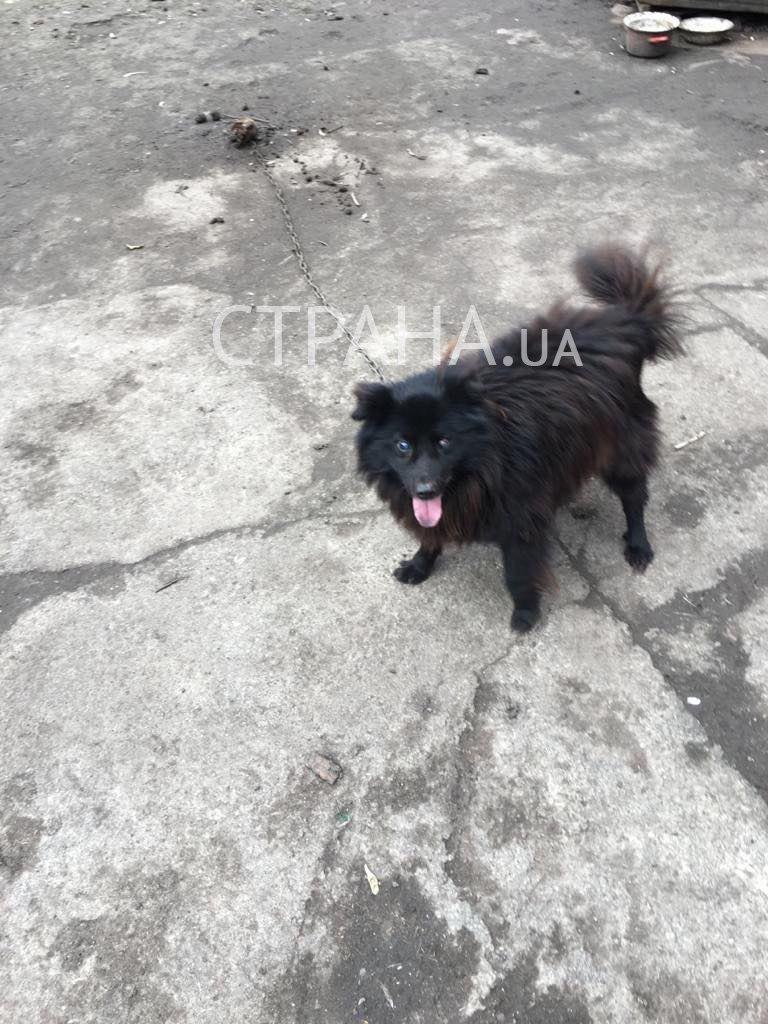 Собаку за газ: найден прославившийся пес пенсионерки