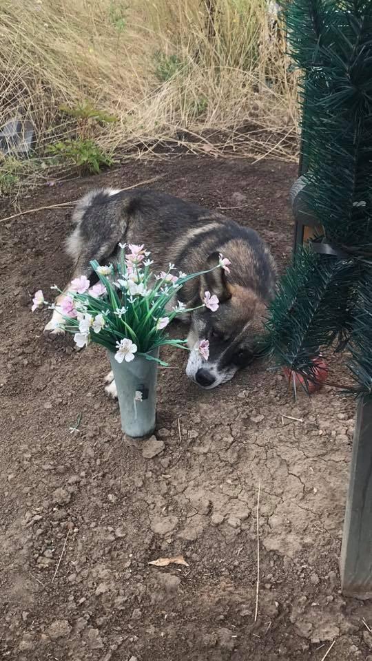 В Украине появился свой Хатико: пес лежит на могиле и ждет своего хозяина