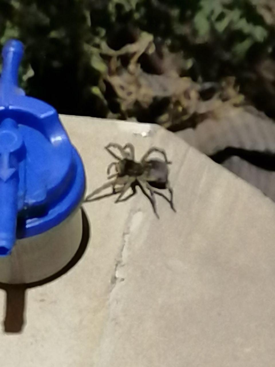 В Харькове заметили гигантских пауков: где обитают и как выглядят (фото)
