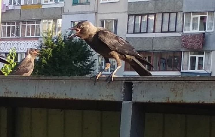 Лезут в окна и устраивают беспорядок: под Днепром местные жители страдают от атак ворон (фото)