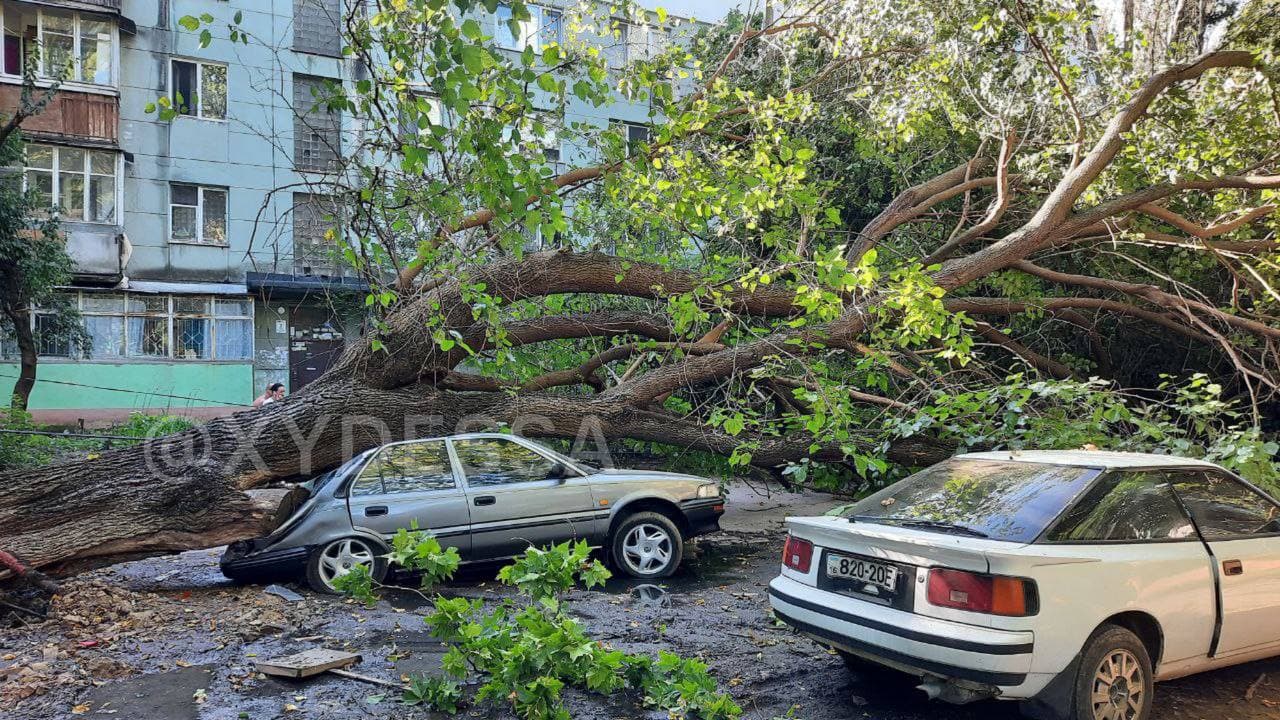 Сильный ветер в Одессе натворил беды: дерево раздавило три легковушки (фото)