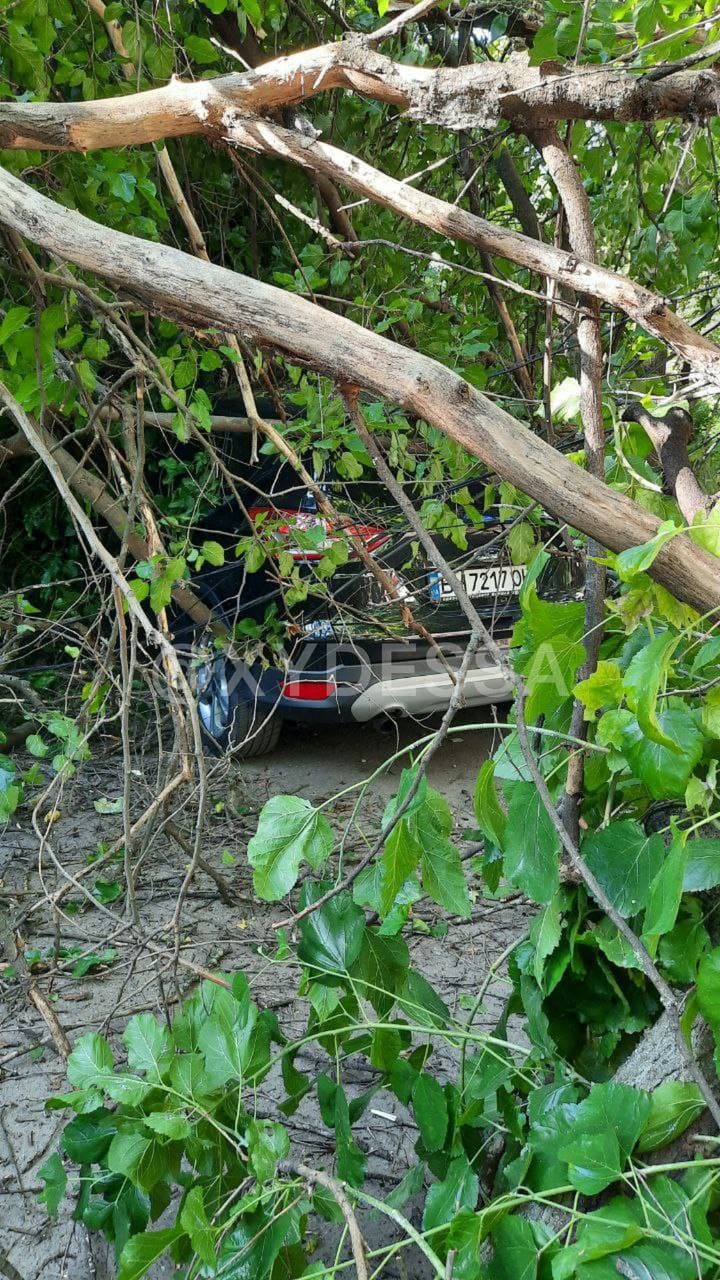 Сильный ветер в Одессе натворил беды: дерево раздавило три легковушки (фото)