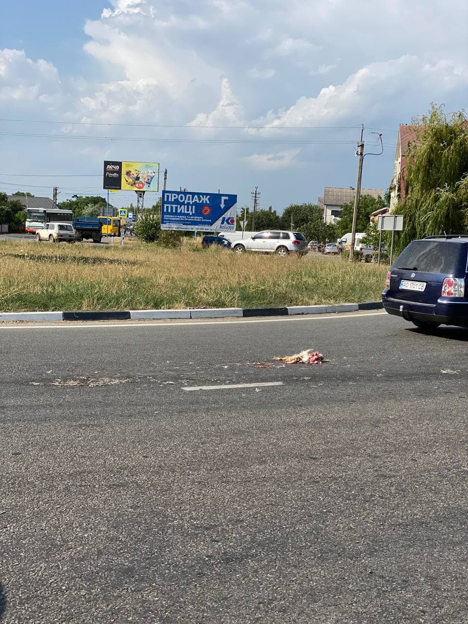На Закарпатье из грузовика на дорогу высыпались дохлые куры: фото поражают