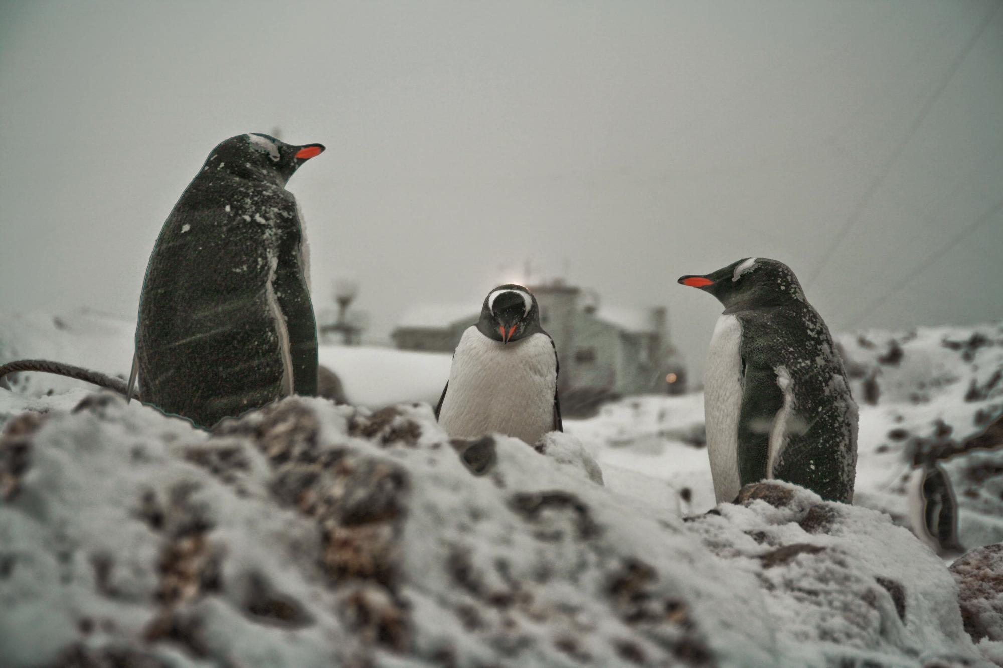 "Гордость Украины": как наши ученые проводят уникальные исследования в Антарктиде