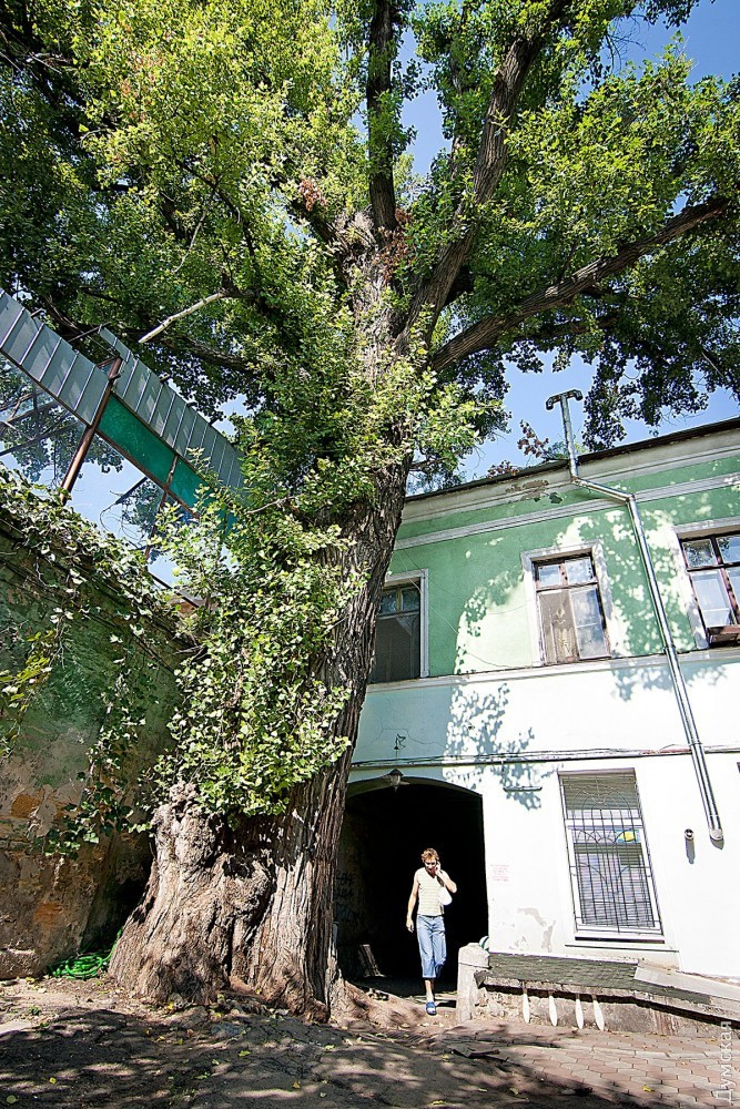 В Одессе спилили самый большой тополь в Украине: фото знаменитого дерева