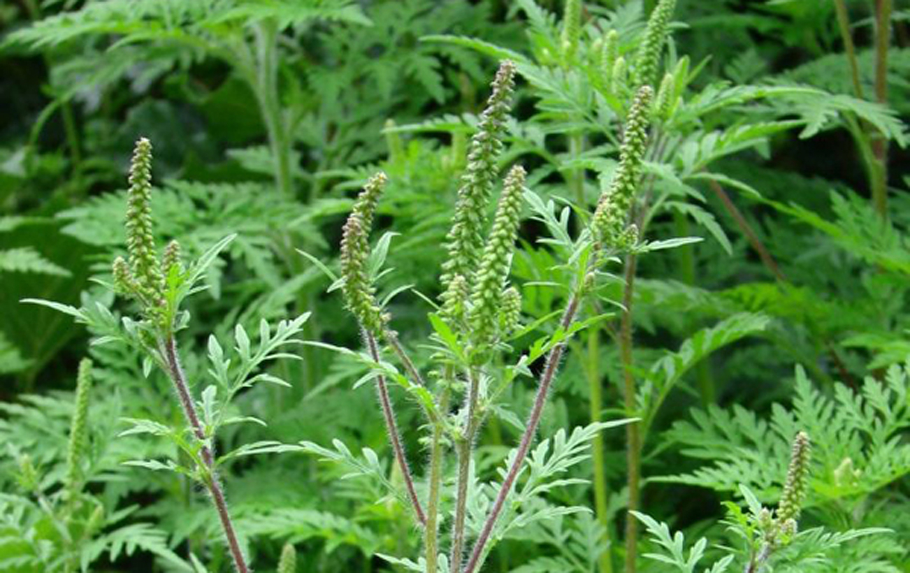 Украинцы страдают от опасного растения: как распознать и удалить с участка