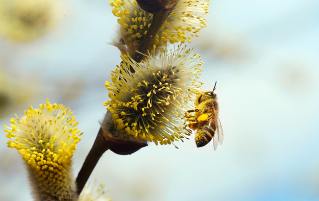Долгожданная весна: синоптики порадовали украинцев прогнозом