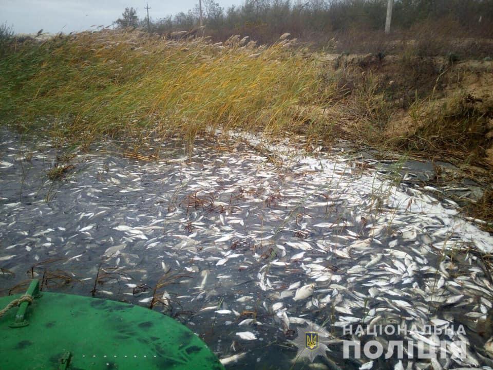 В Херсонской области зафиксировали массовый мор рыбы