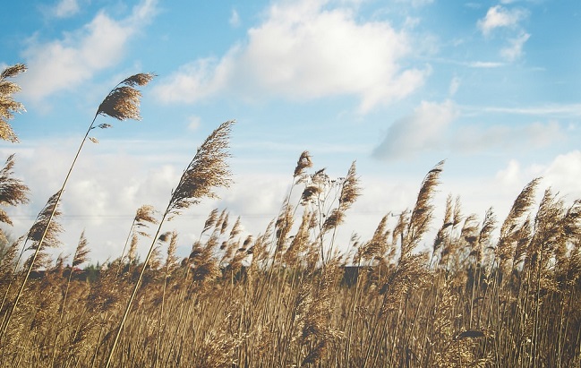 Миронів день: що категорично не можна робити 21 серпня