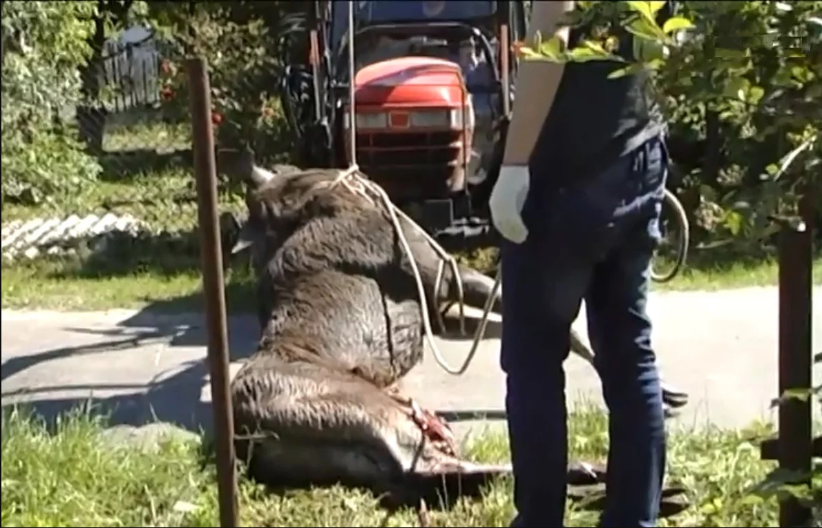 Во Львове в частный двор забежал раненый лось: что произошло