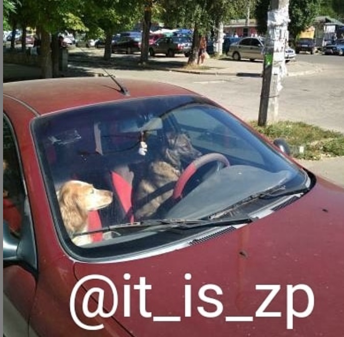 В Запорожье заметили парочку собак за рулем "Ланоса": смешное фото