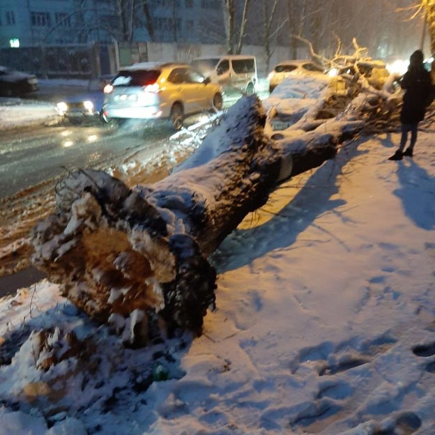 Дерева падають на авто: Полтава страждає від потужного снігопаду