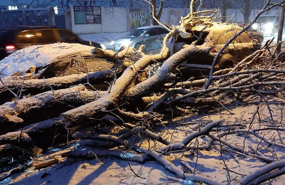 Дерева падають на авто: Полтава страждає від потужного снігопаду