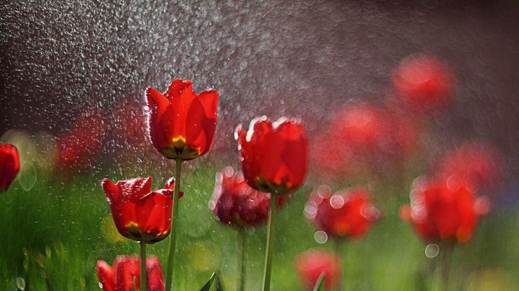 Завтра в Украине дожди