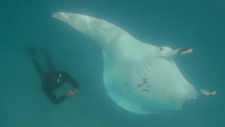 Огромный скат приплыл к людям просить о помощи: видео умилило сеть