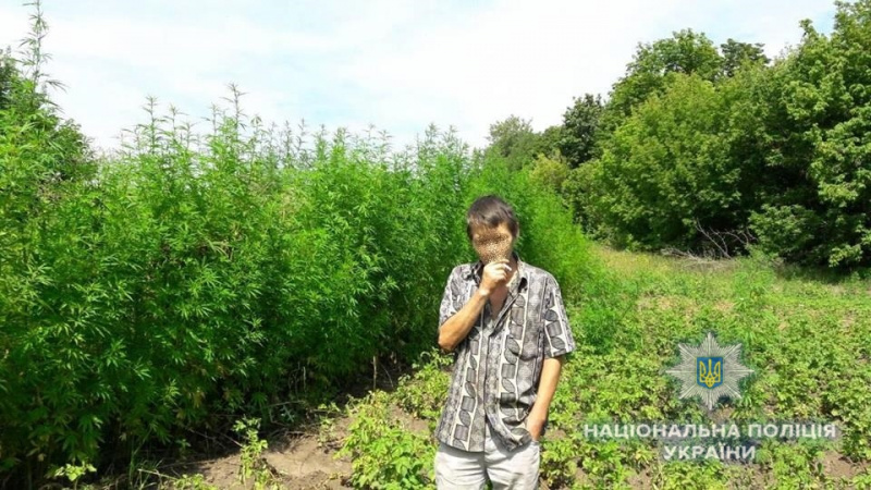 В Киевской области полиция уничтожила свыше 2 тыс. кустов конопли