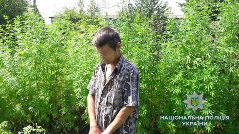 В Киевской области полиция уничтожила свыше 2 тыс. кустов конопли