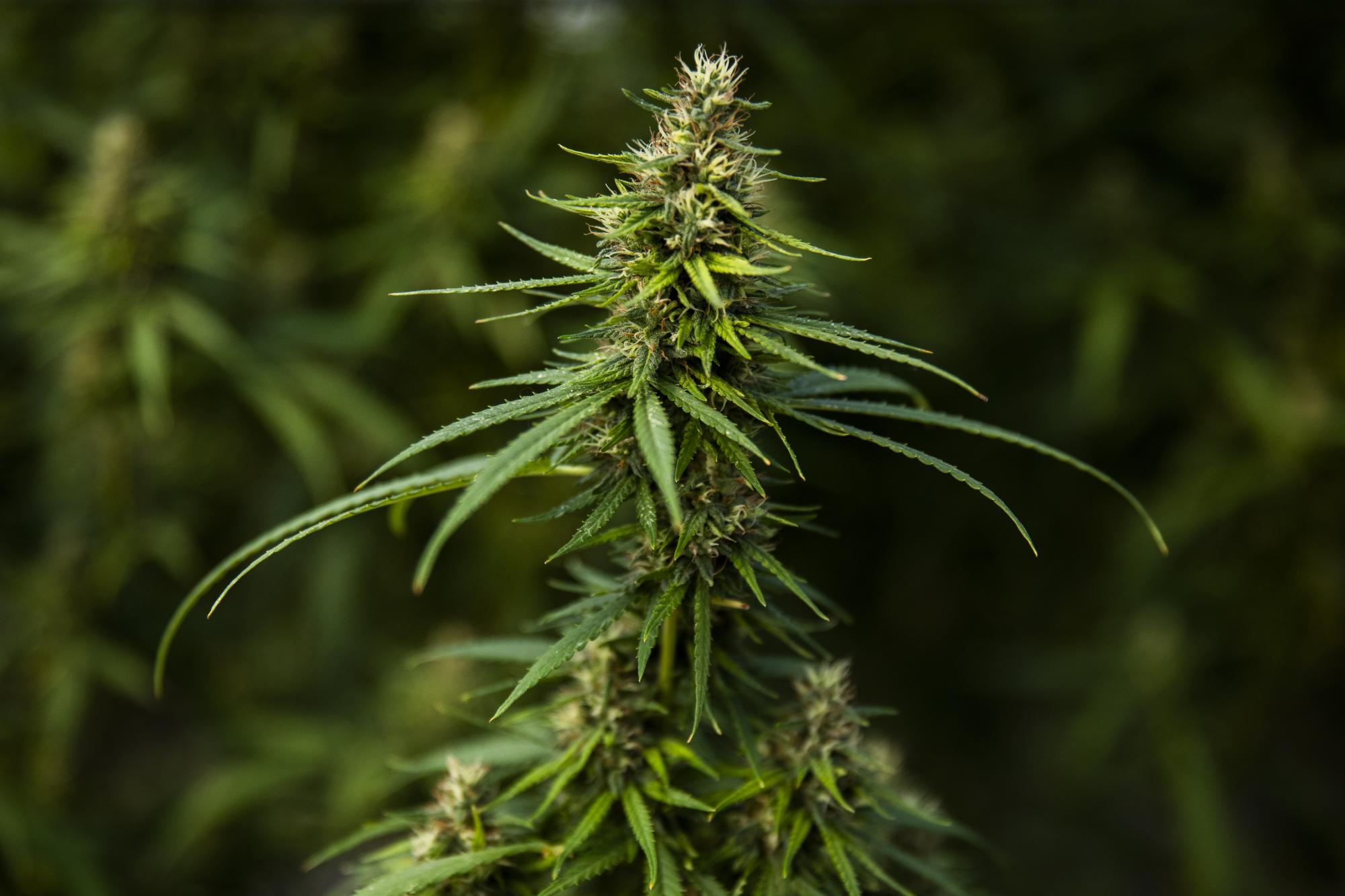 Медицинский каннабис. Что это такое и как Украина работает над его легализацией