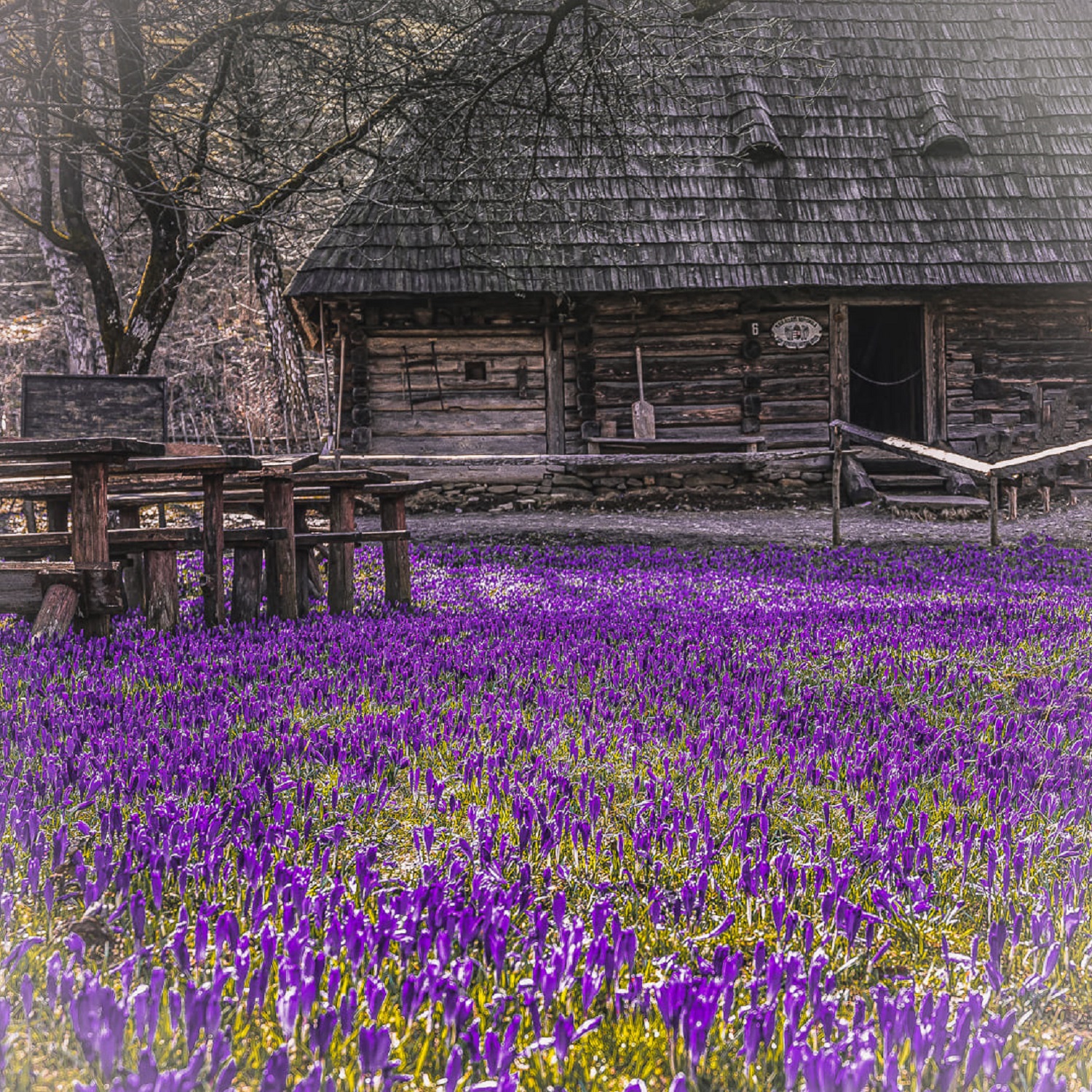 Такое бывает раз в году! Почему стоит поспешить в Карпаты, чтобы увидеть цветение крокусов (фото)