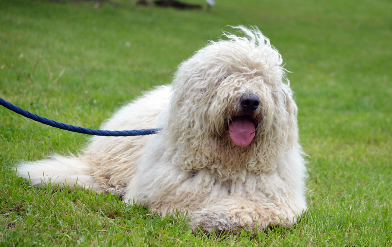 Об этой причудливой собаке говорят, что она плод любви волка и овцы (фото)