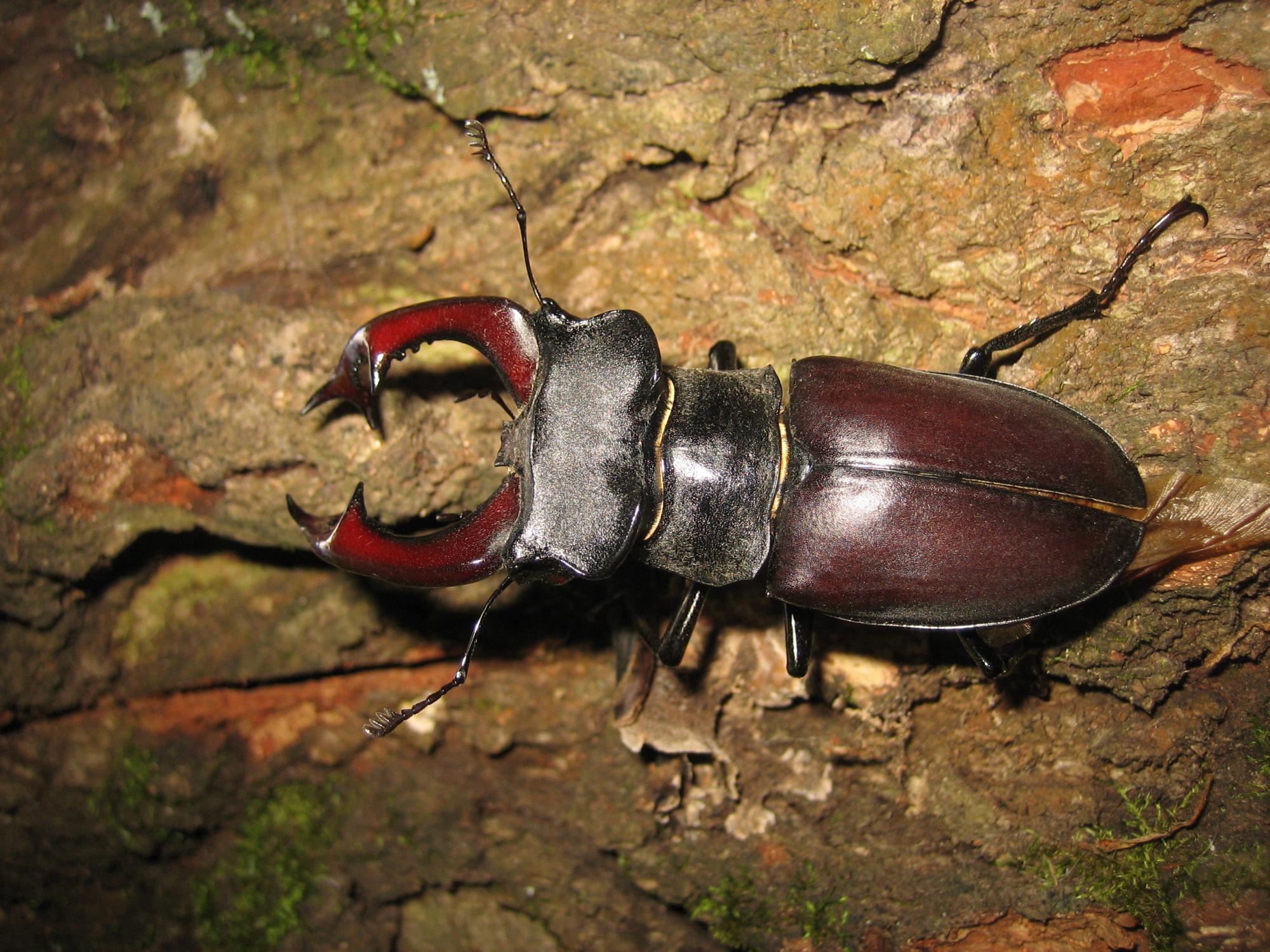 У Чорнобилі показали жука з величезними рогами, який занесений до Червоної книги