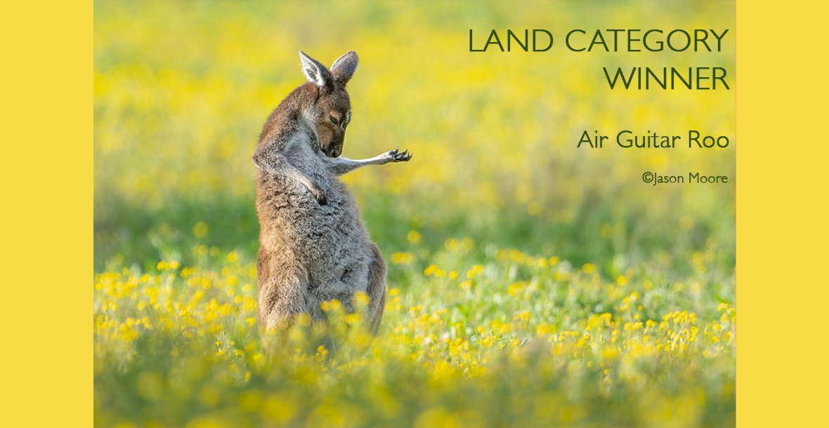 Дивіться найкумедніші знімки дикої природи 2023: неймовірні моменти на фото