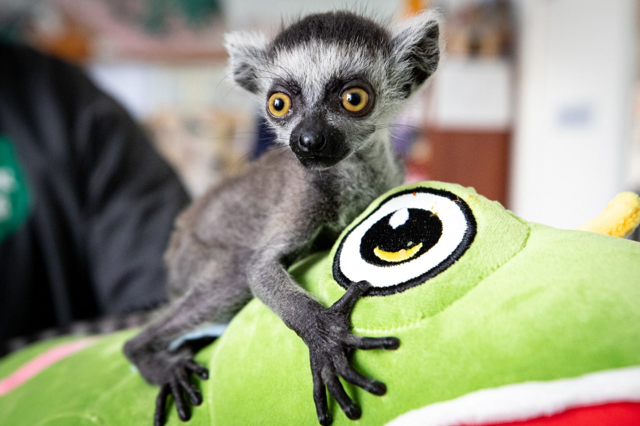 Київський зоопарк прийняв біженців з інших звіринців України: неймовірно милі фото