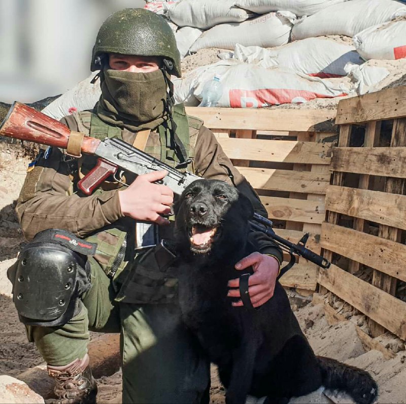 Собака Лея прошла десятки километров, чтобы найти своего друга-кинолога на фронте