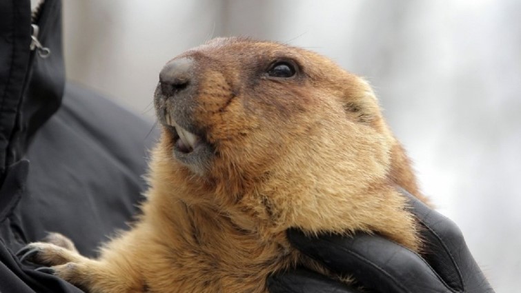 День бабака по-українськи. Як наші предки ворожили на весну
